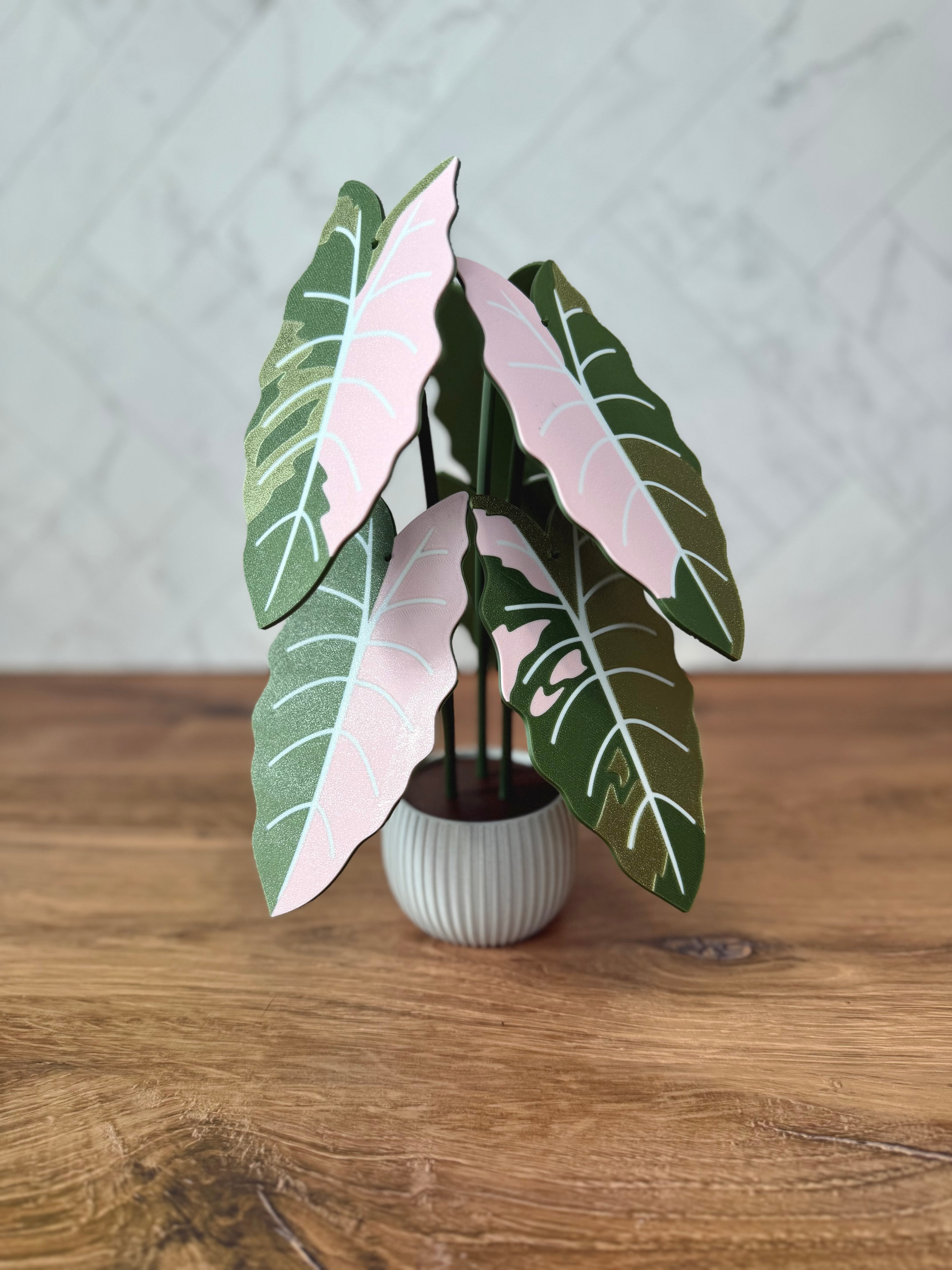 Alocasia Chantrieri Plant Coaster
