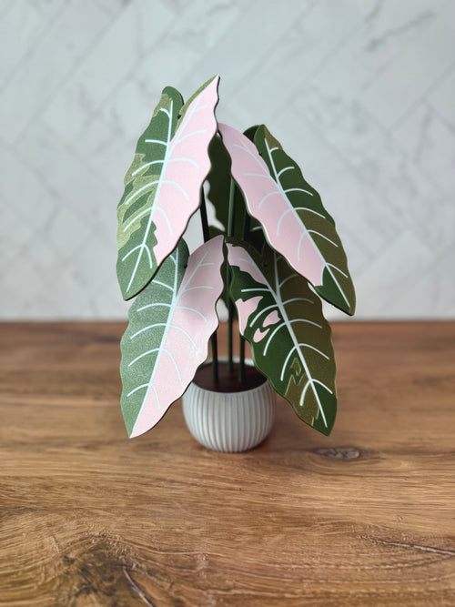 Alocasia Chantrieri Plant Coaster