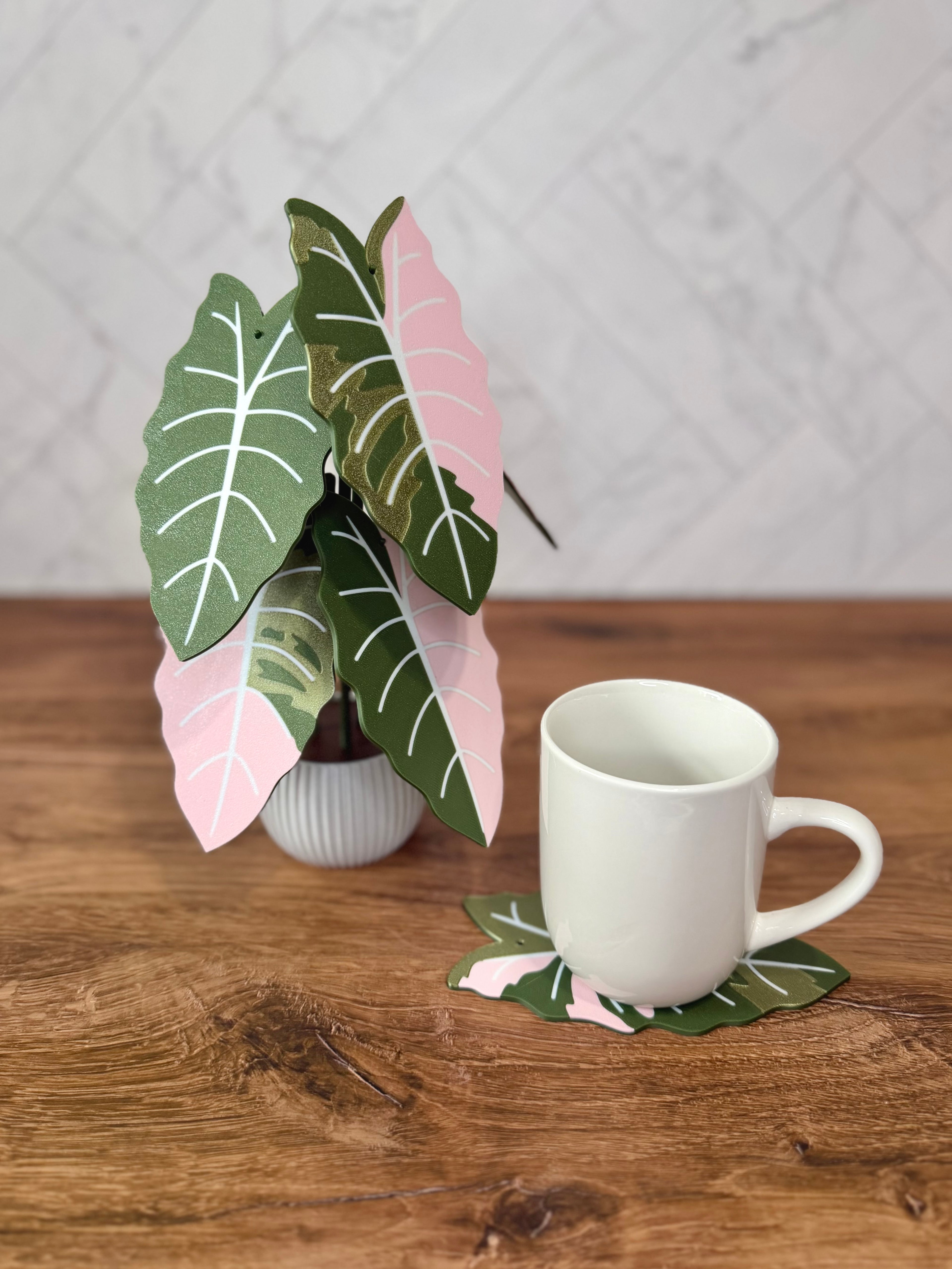 Alocasia Chantrieri Plant Coaster