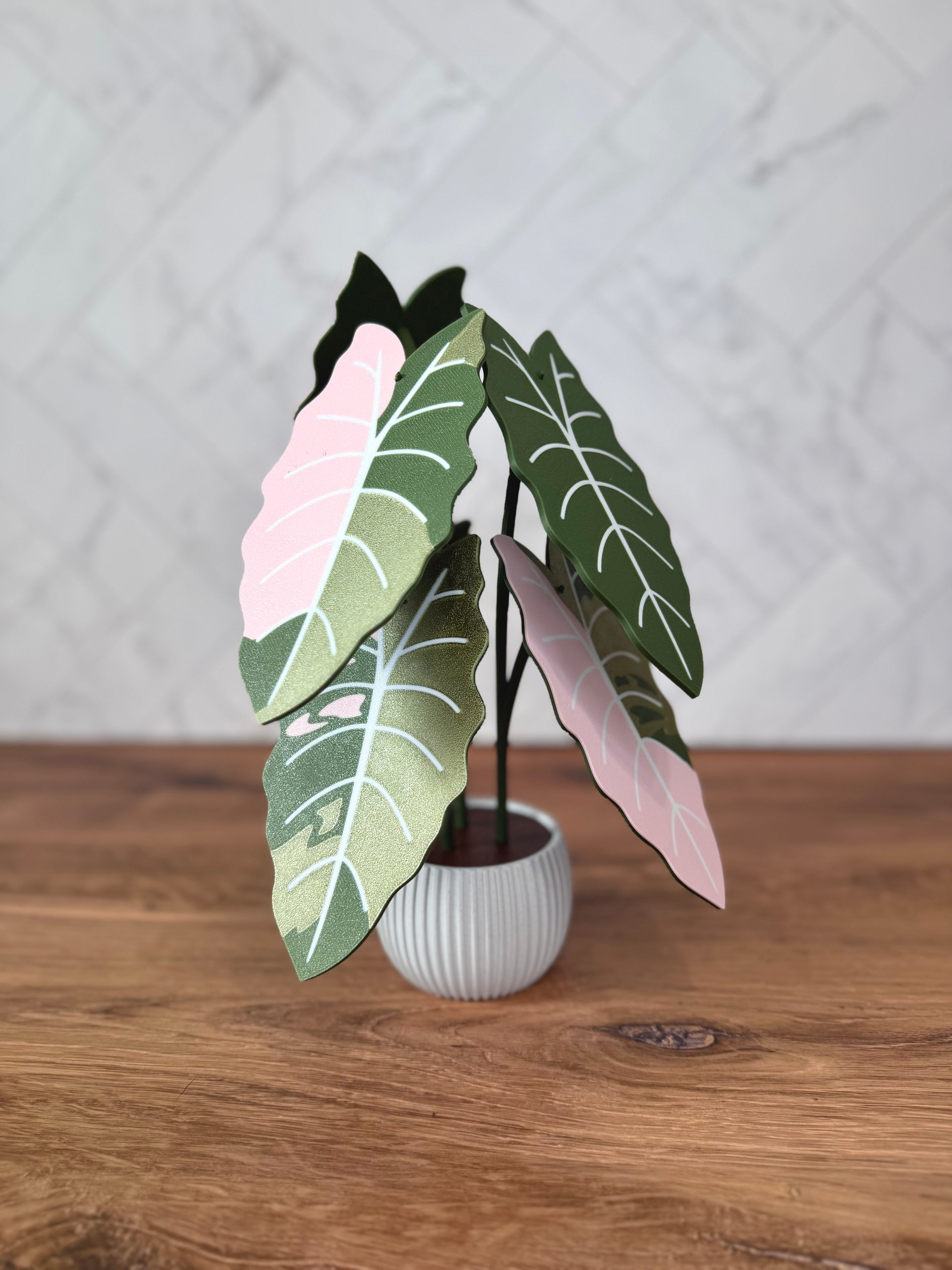 Alocasia Chantrieri Plant Coaster