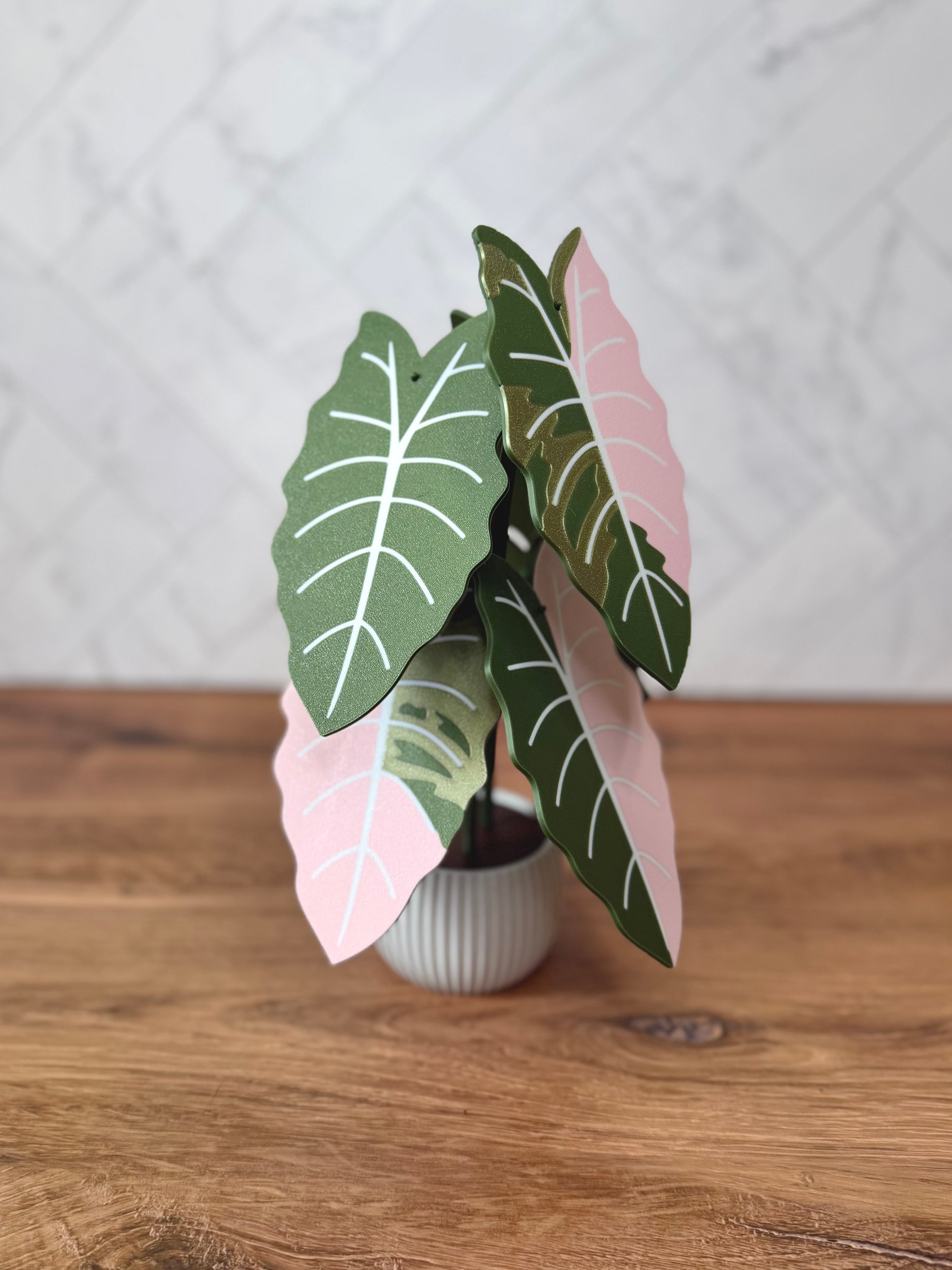 Alocasia Chantrieri Plant Coaster
