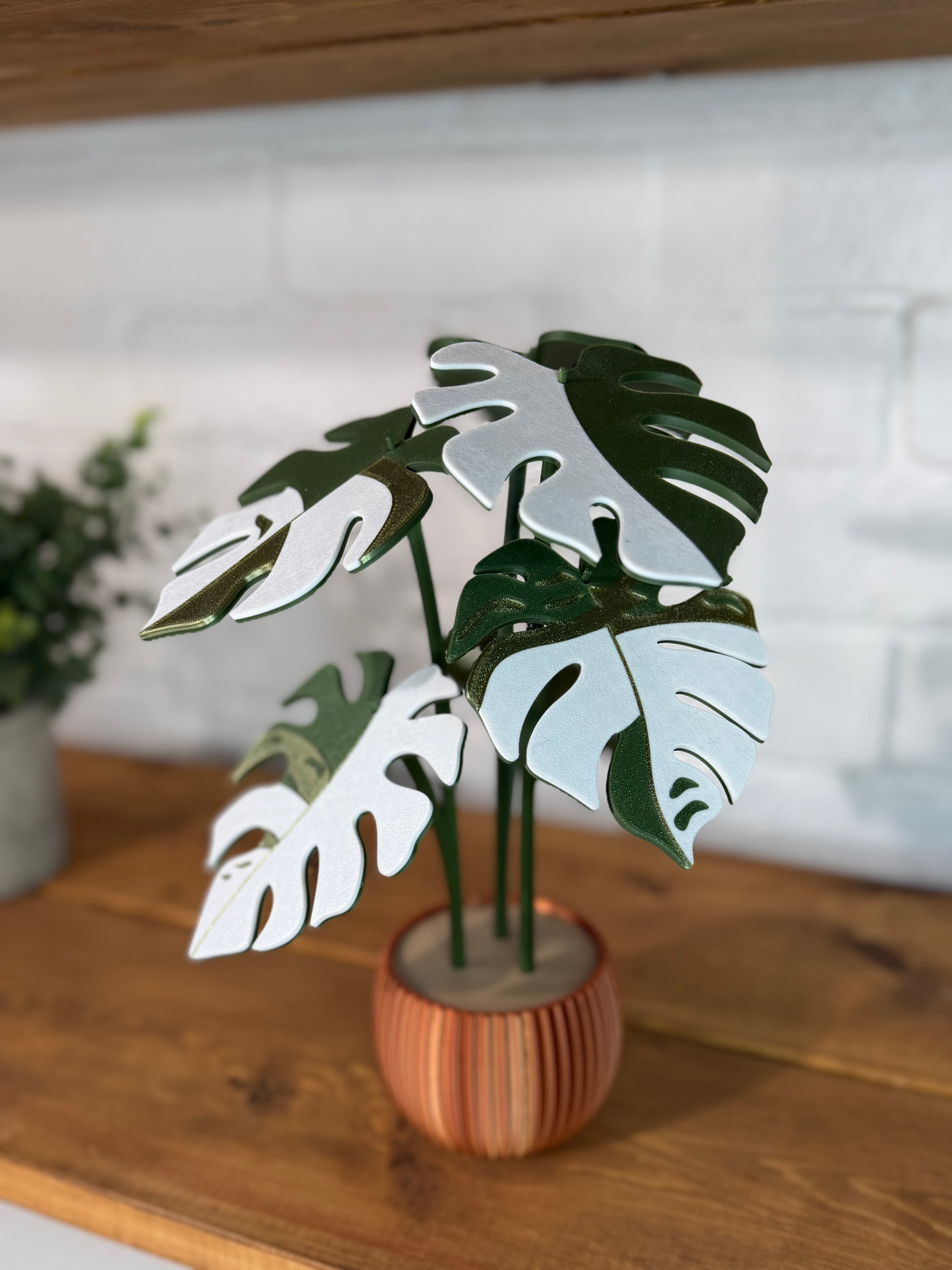 Monstera Variegata Plant Coaster